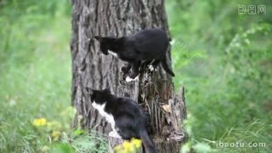 两只黑猫在户外玩耍